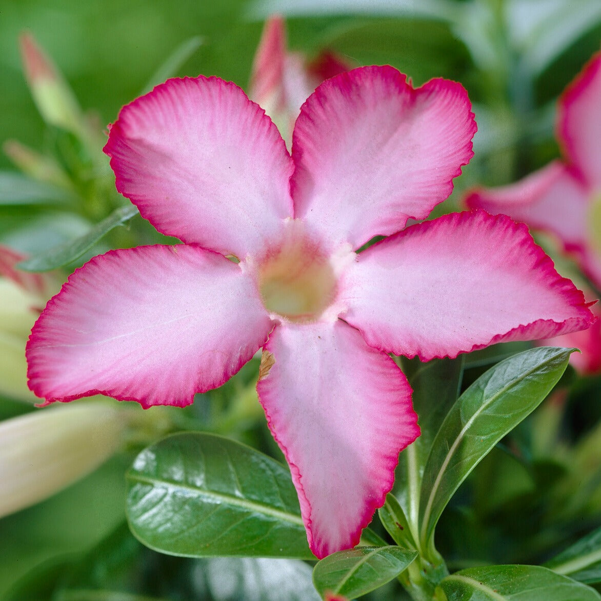 Bakker Rose du désert Adenium plante intérieur rose 20 cm