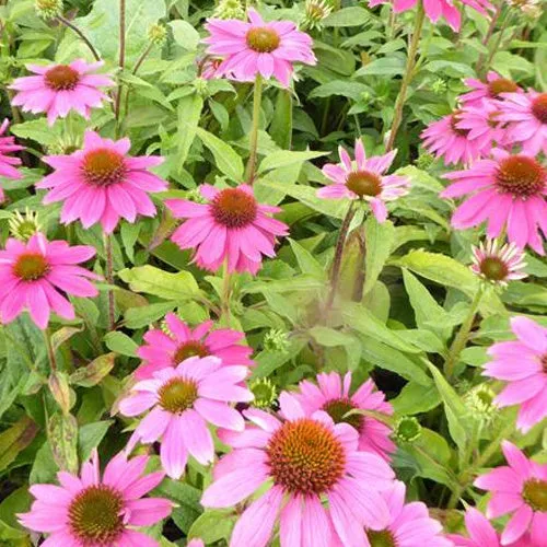 Bakker Powwow Wild Berry échinacée vivace pot 9 cm