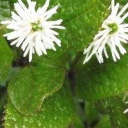 Bakker Chloranthe Japon plante vivace pot Ø 9cm