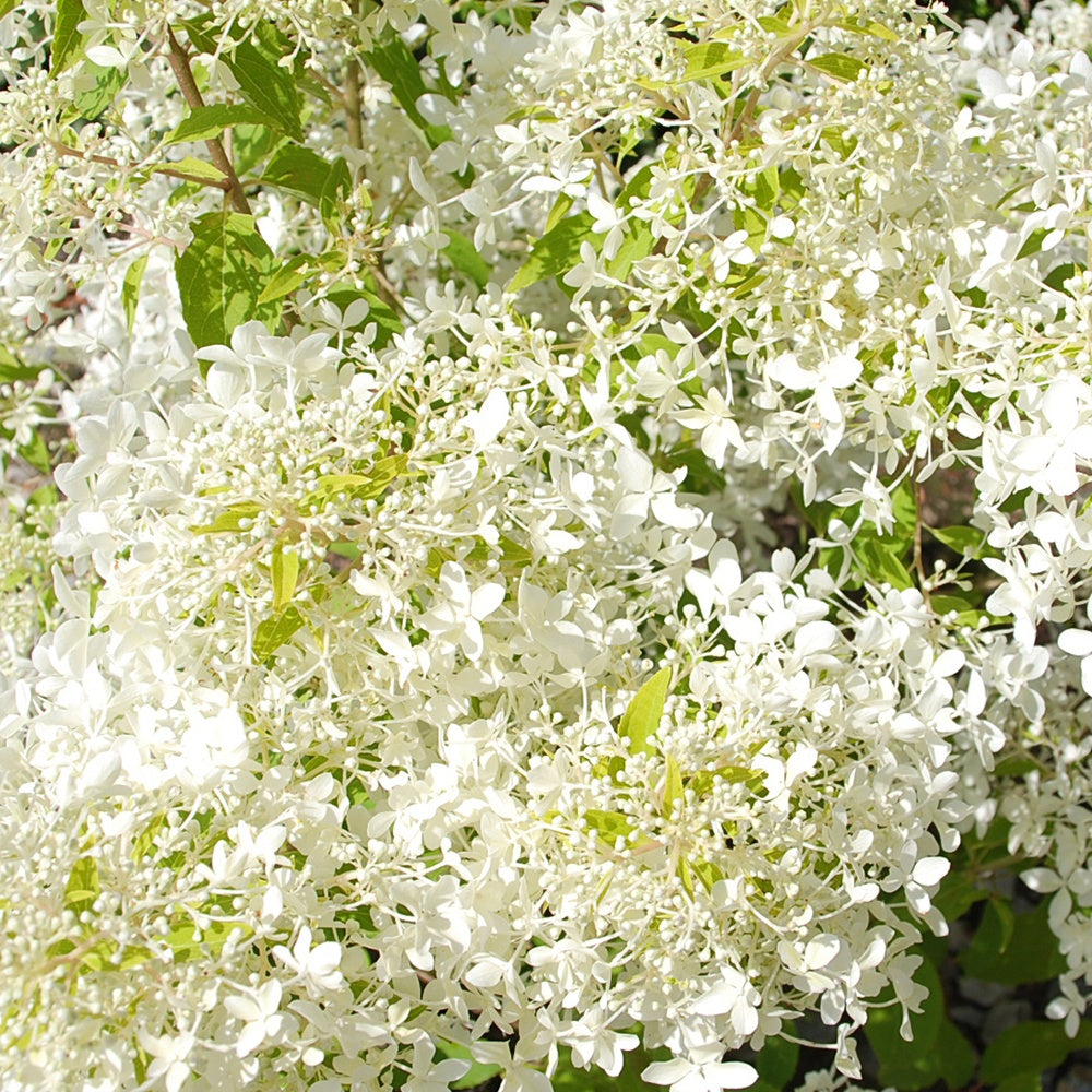 Bakker Dentelle de Gorron hortensia paniculé pot 3 L