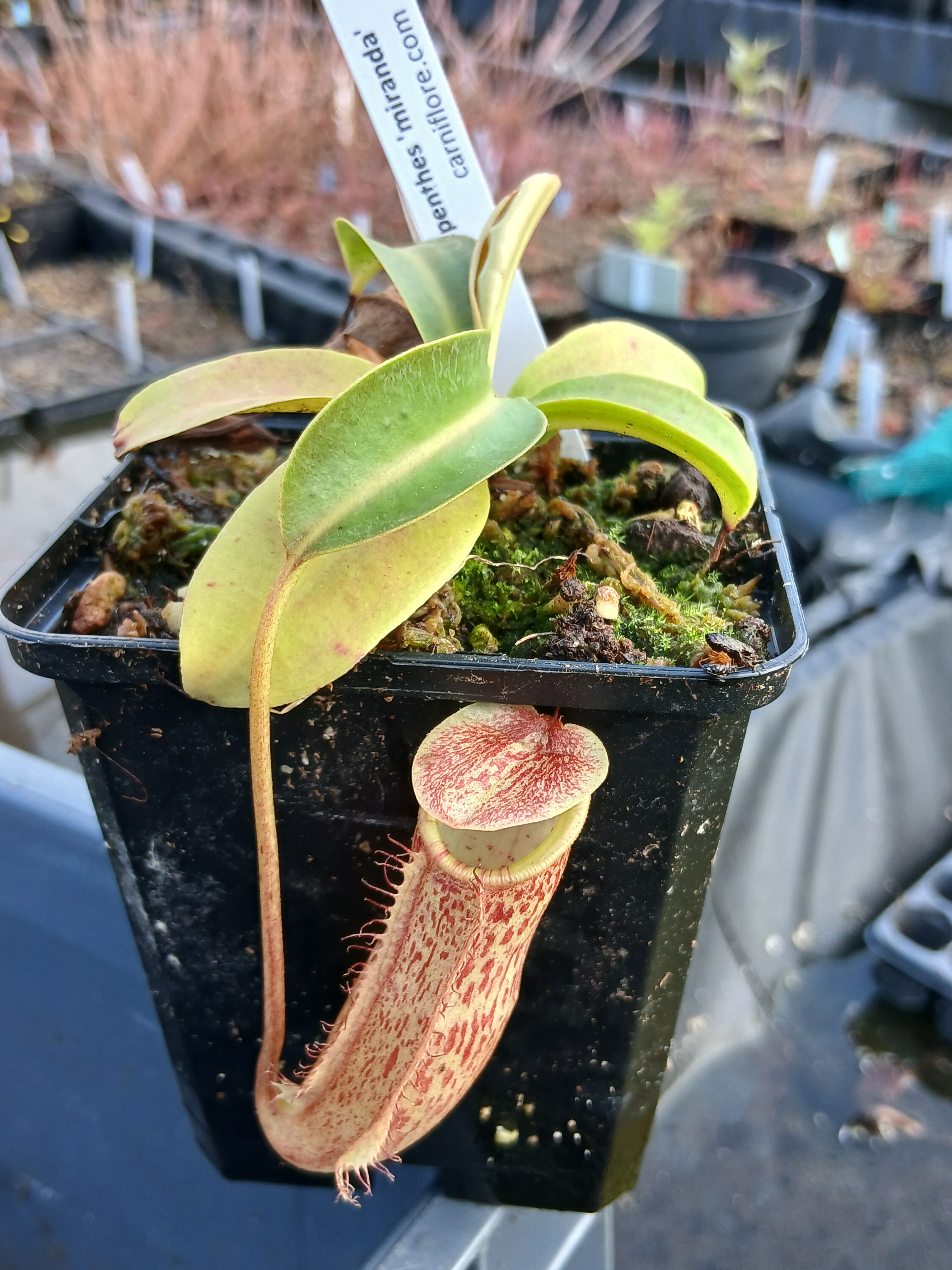 Carniflore Nepenthes Miranda plante jeune plant