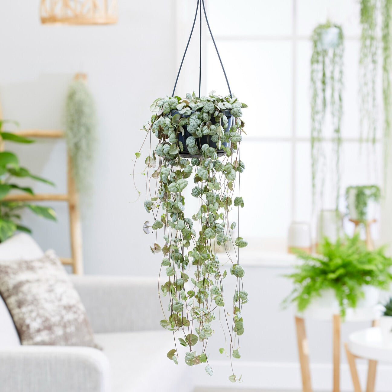 Bakker Chaîne des cœurs Ceropegia pot Ø 11cm retombante