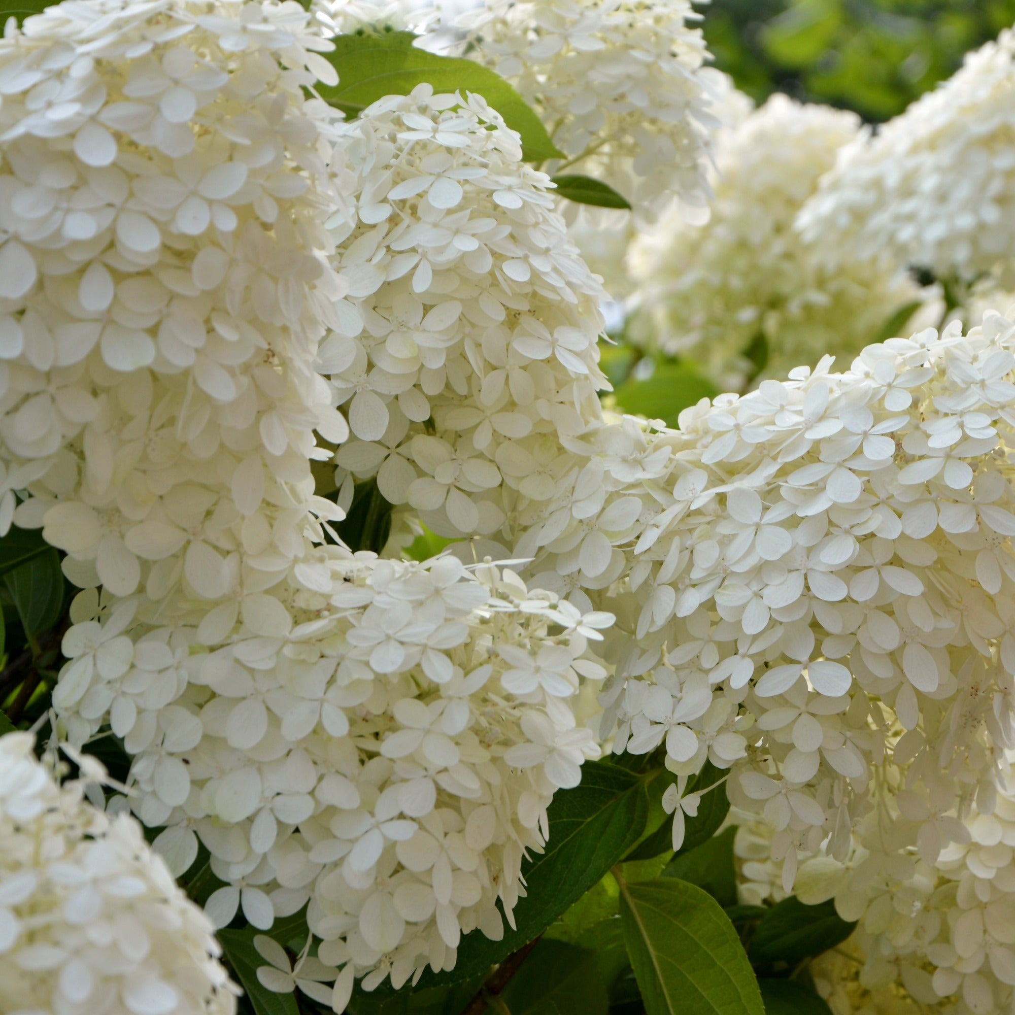Bakker Hortensia paniculé Séléction arbuste pot 3L blanc