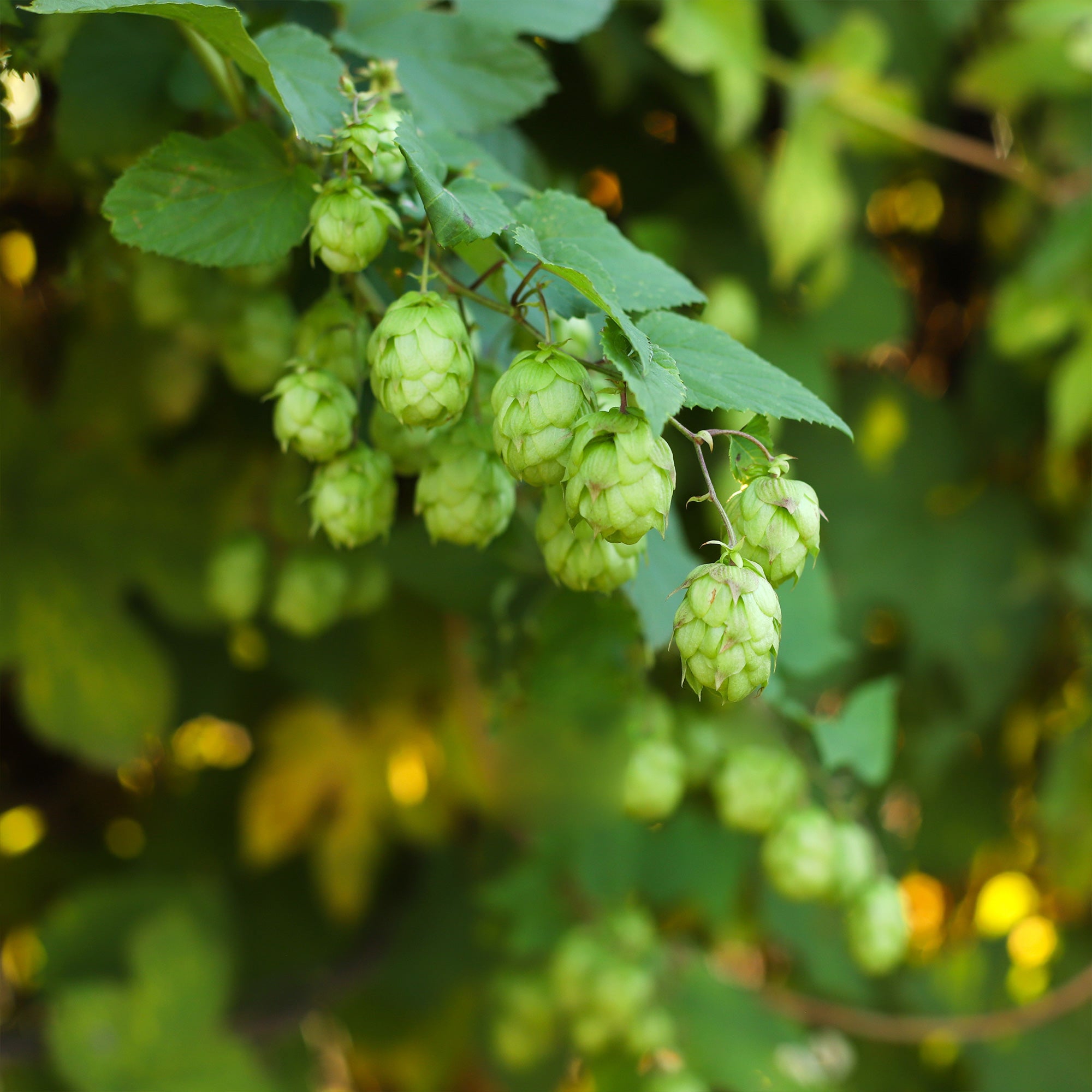 Bakker Houblon Humulus plante grimpante pot 2L verte