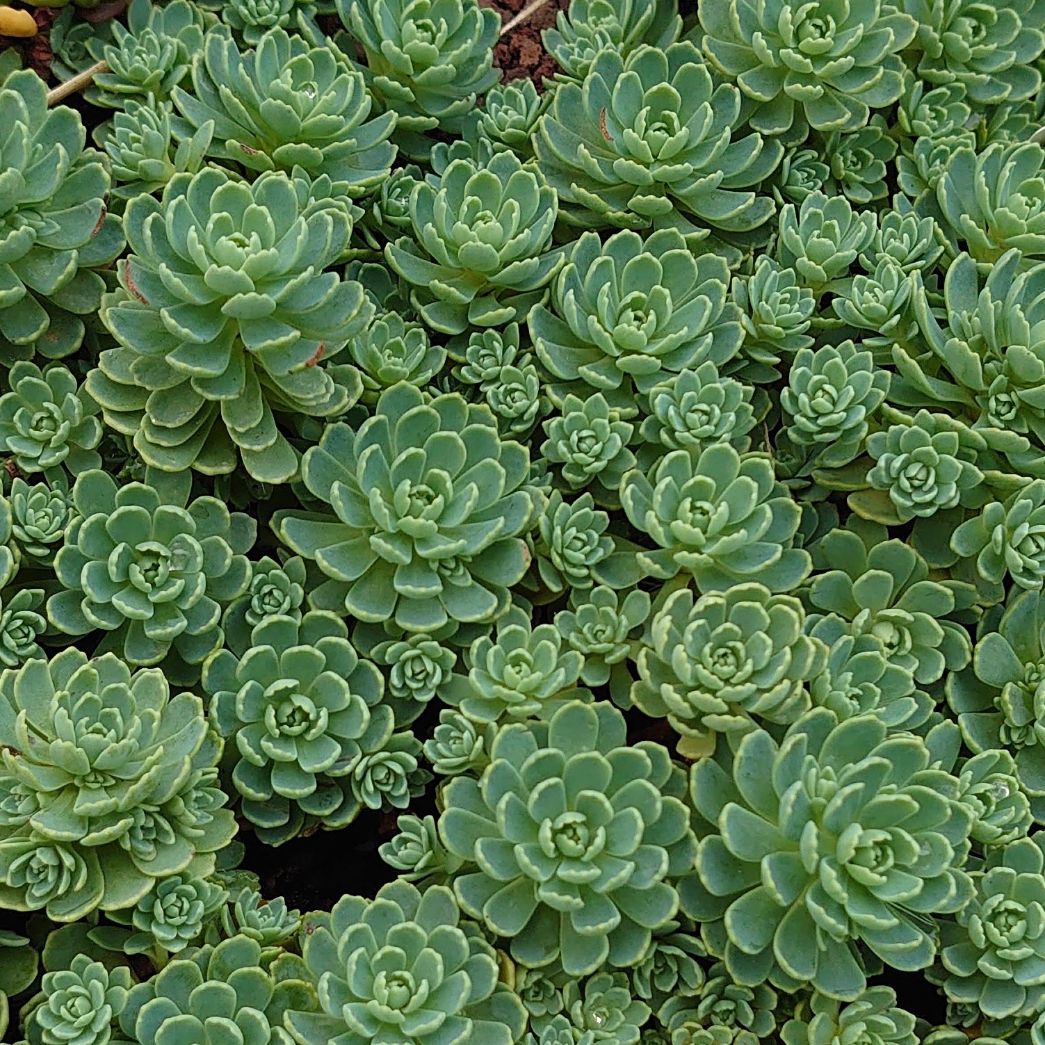 Passion Vivaces Sedum pachyclados orpin rosette pot 1 L