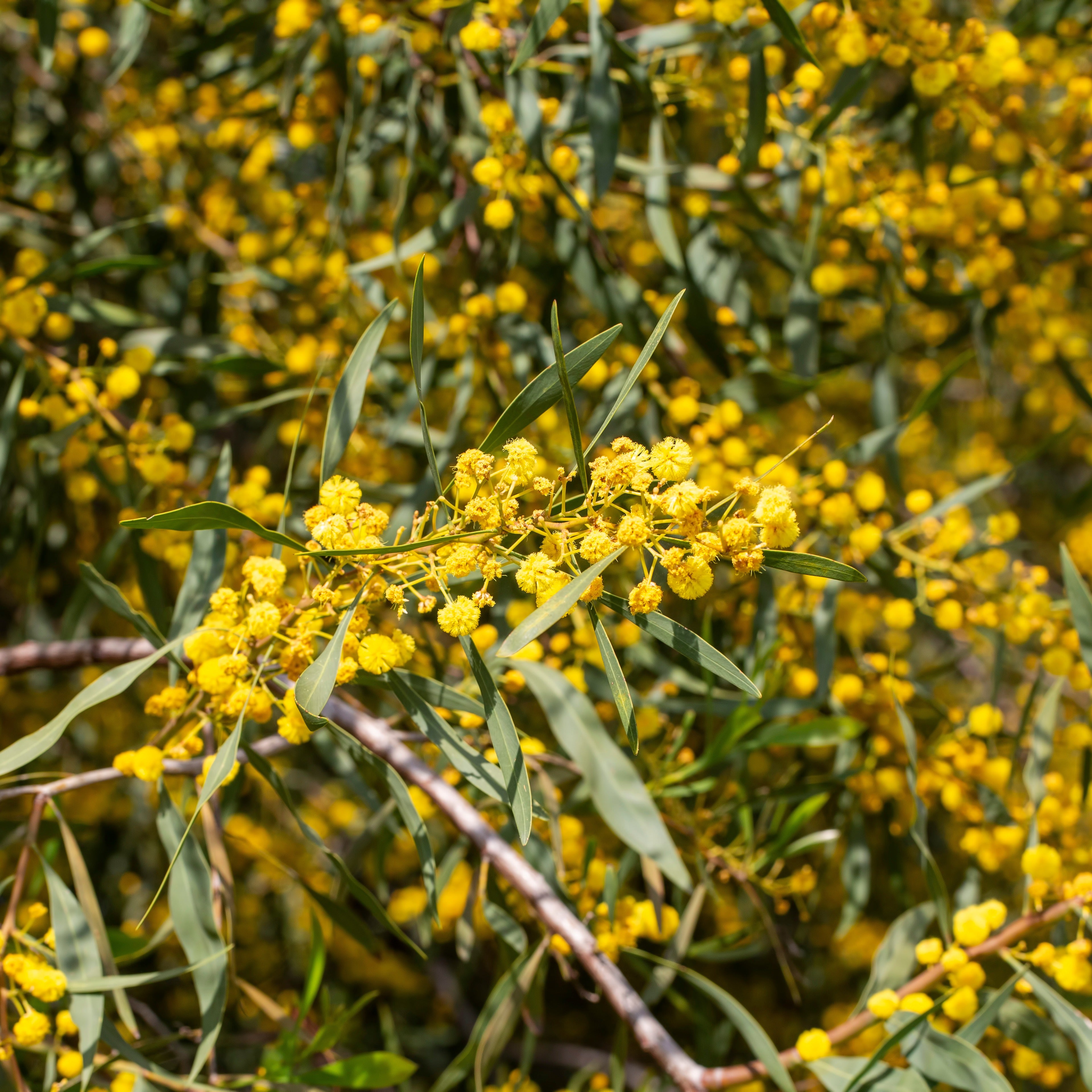 Bakker Mimosa des 4 saisons pot Ø9cm fleurs jaunes