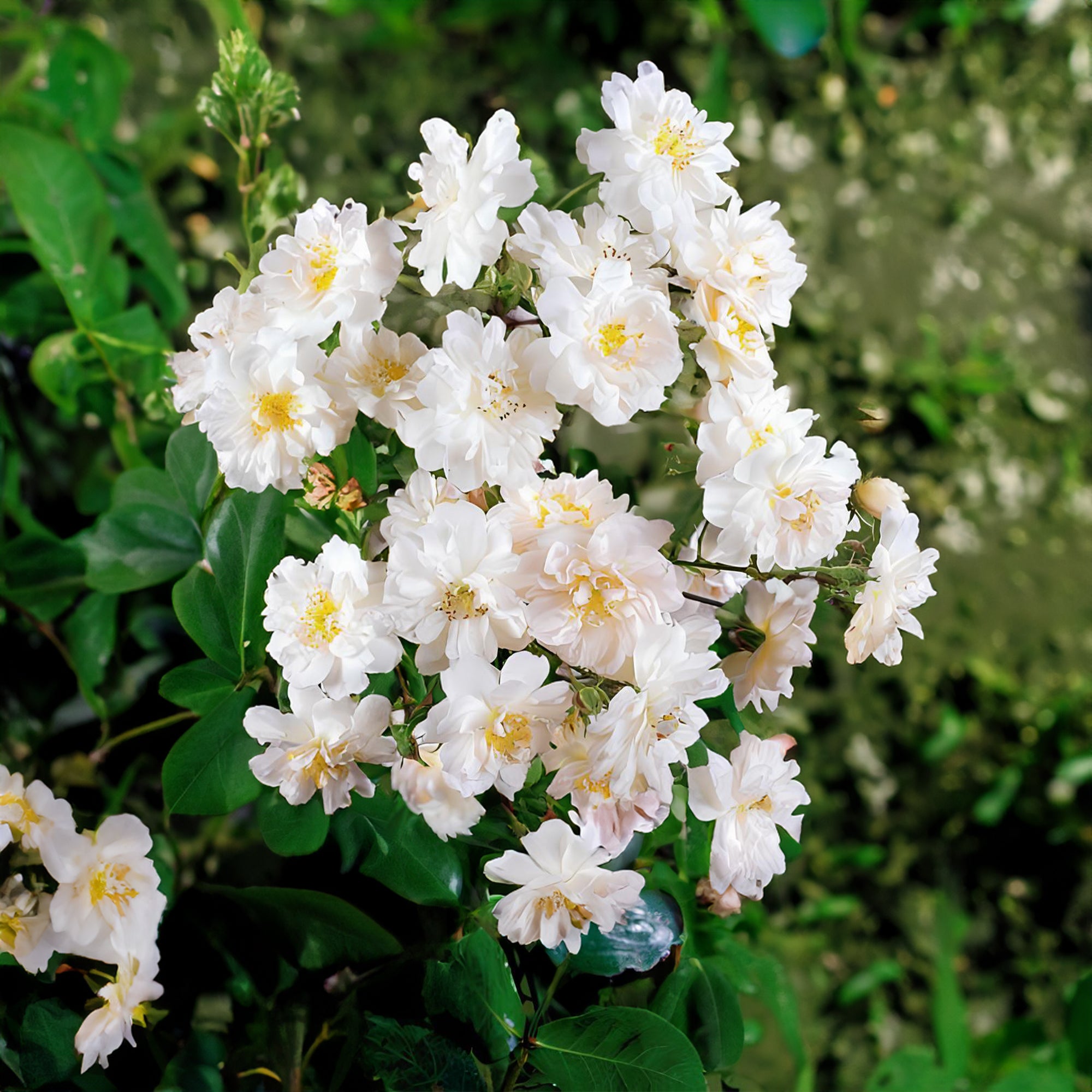 Bakker Rosiers lianes Immensee Petite duchesse racines nues x2