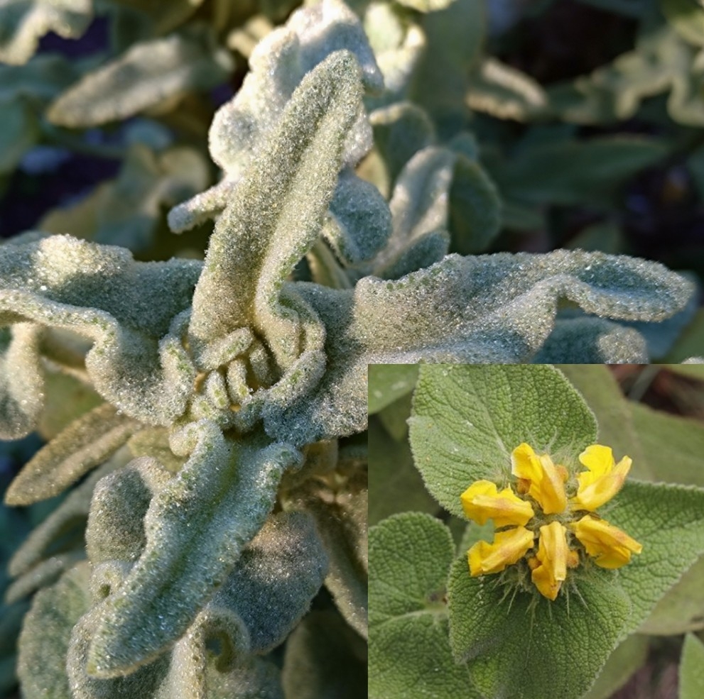 Passion Vivaces Phlomis bourgaei plante jaune persistant