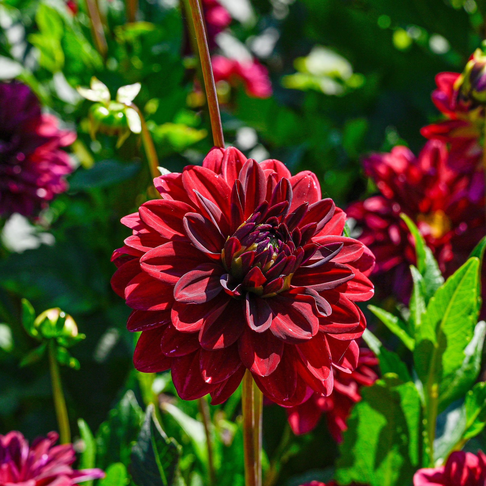 Bakker Arabian Night dahlia décoratif sachet 1 bulbe