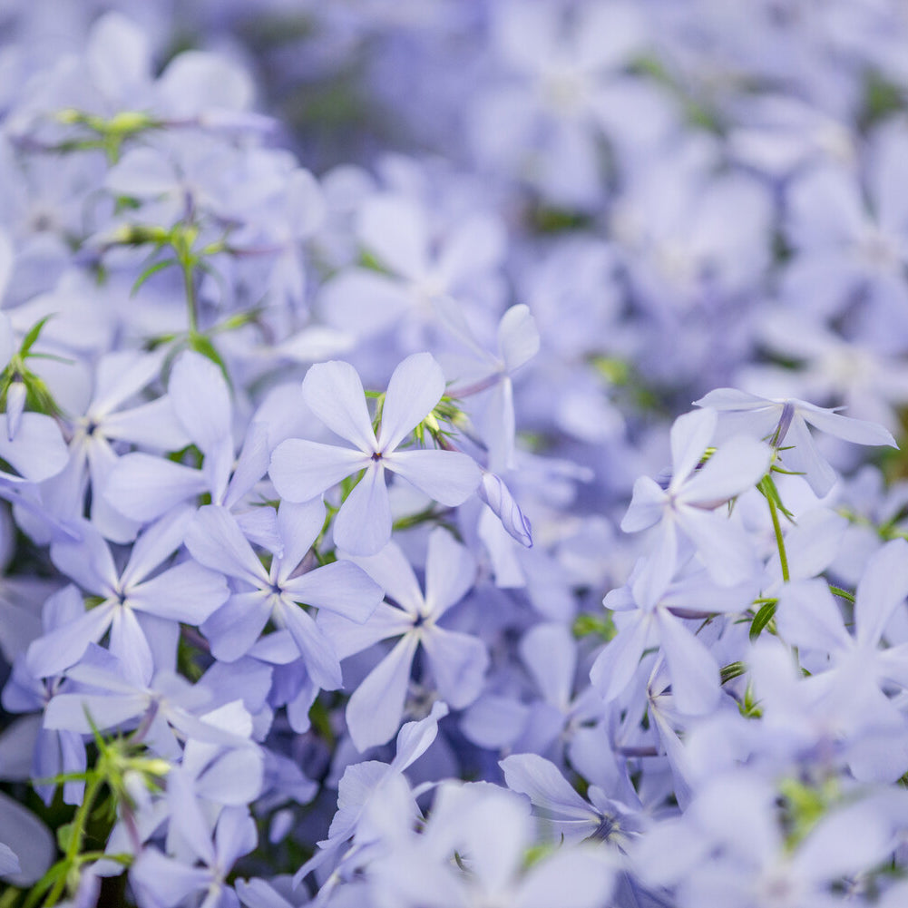 Bakker Phlox divaricata Clouds of Perfume vivace pot 9cm parfumé