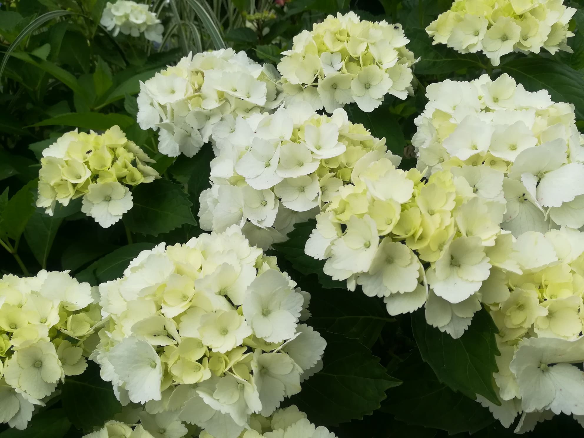 Les Hortensias du Haut Bois Le cygne hortensia boule blanc godet