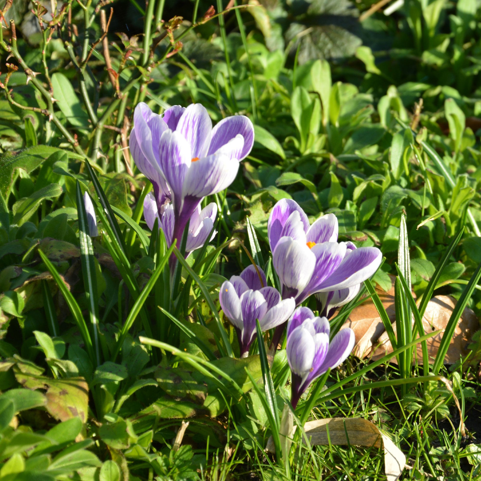 Bakker Crocus Pick Wick bulbe violet 15 bulbes février
