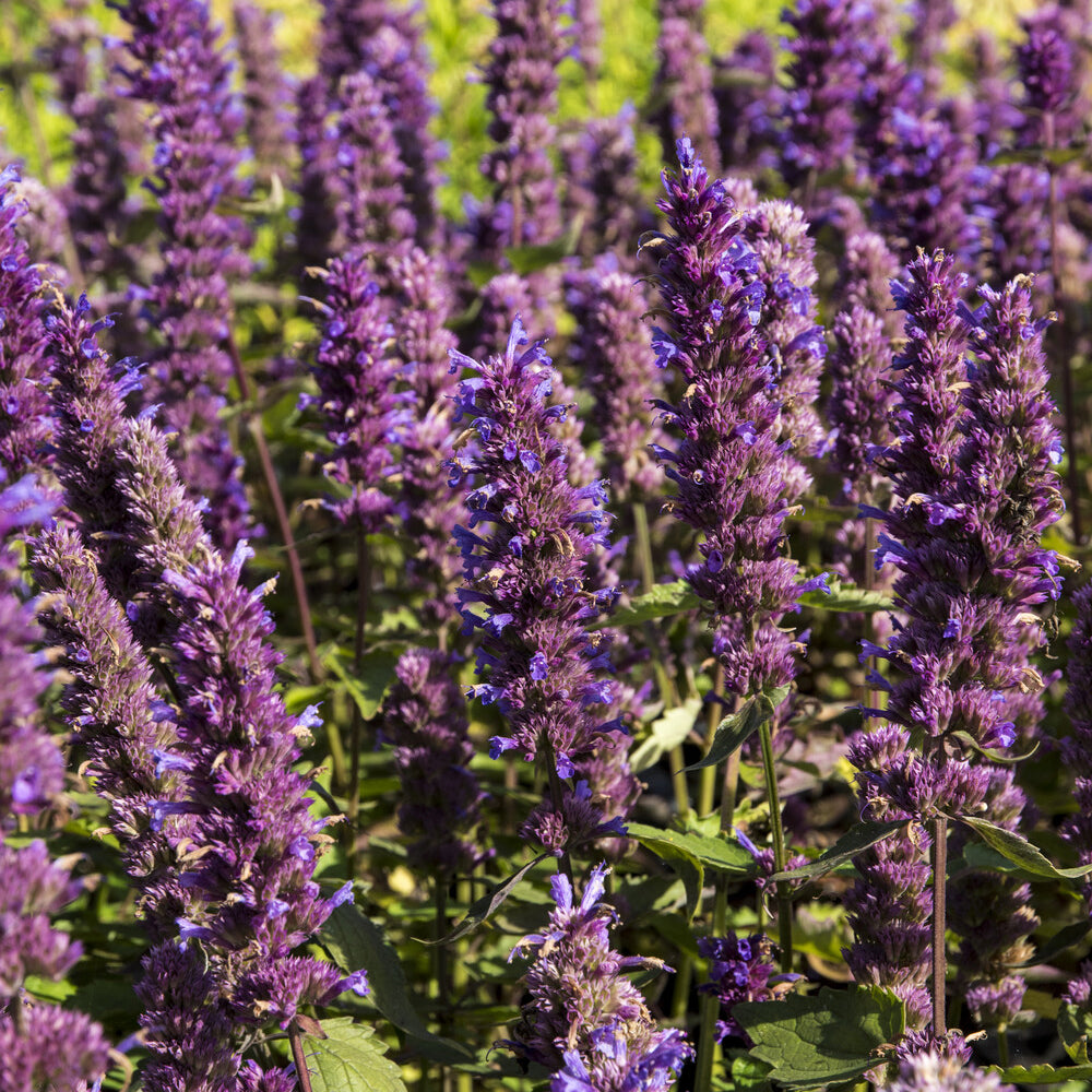 Bakker Agastache Blue Boa plante vivace pot 9cm violet