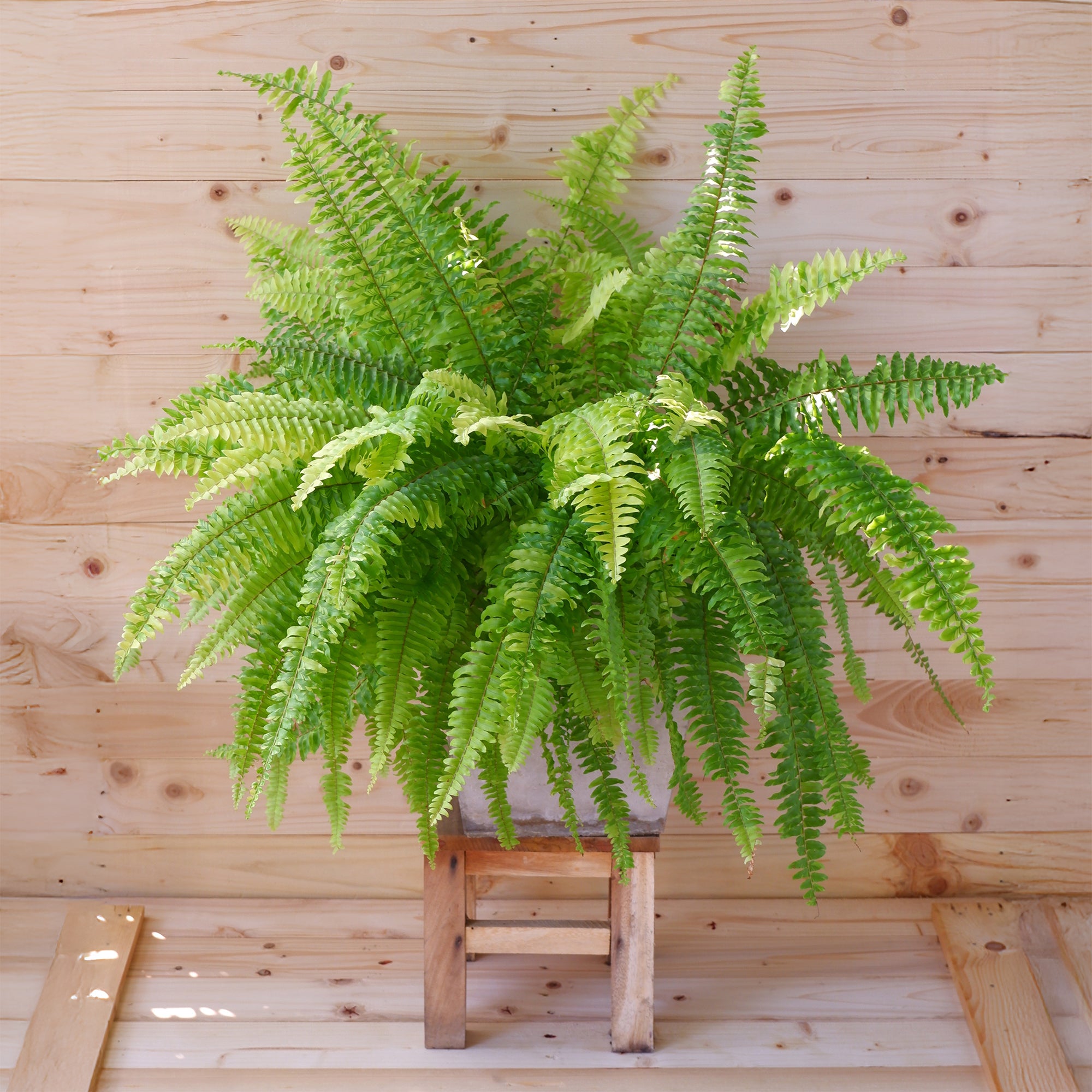 Bakker Fougère de Boston Green Lady plante verte pot 12cm