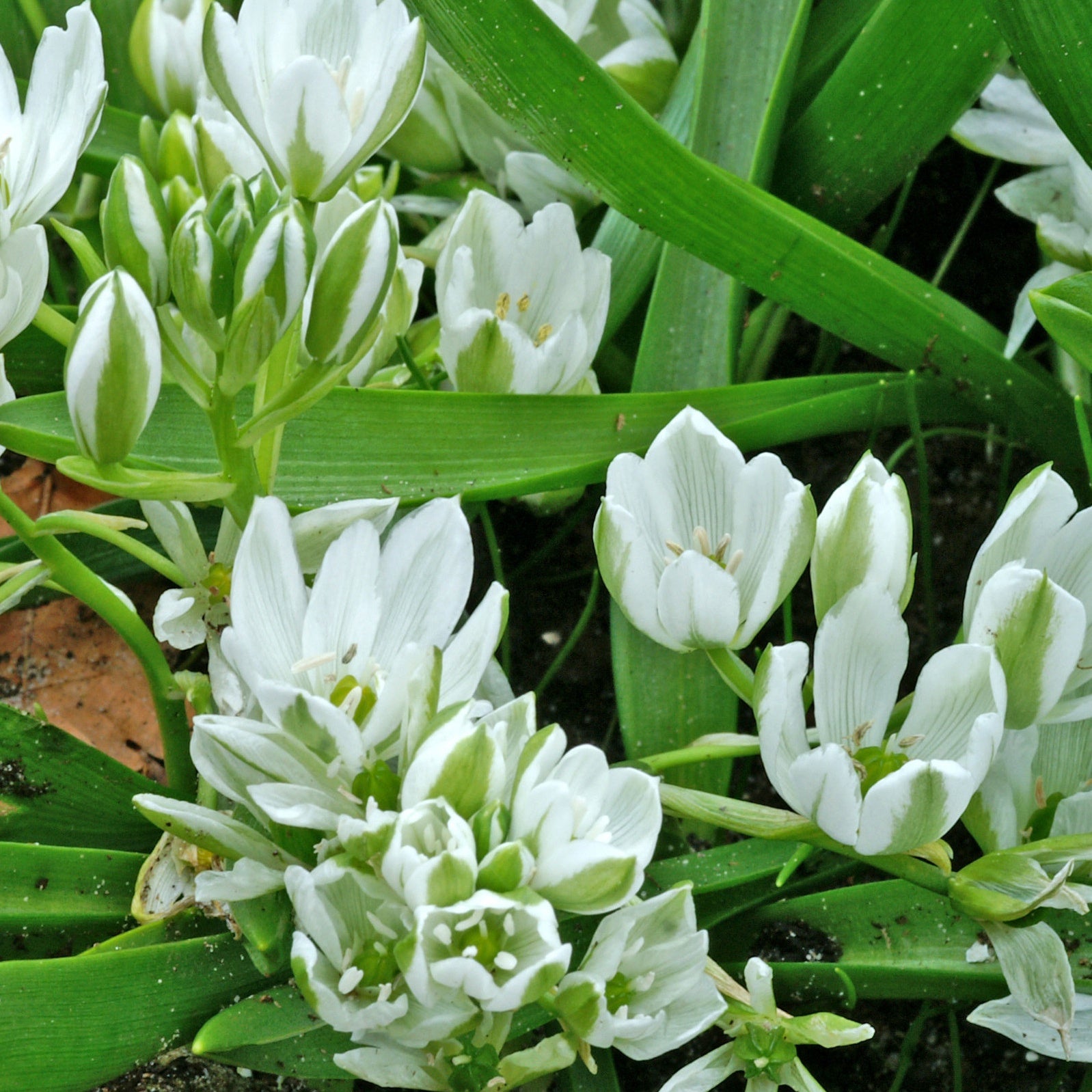 Bakker Ornithogale étoile de Bethléem 20 bulbes blancs
