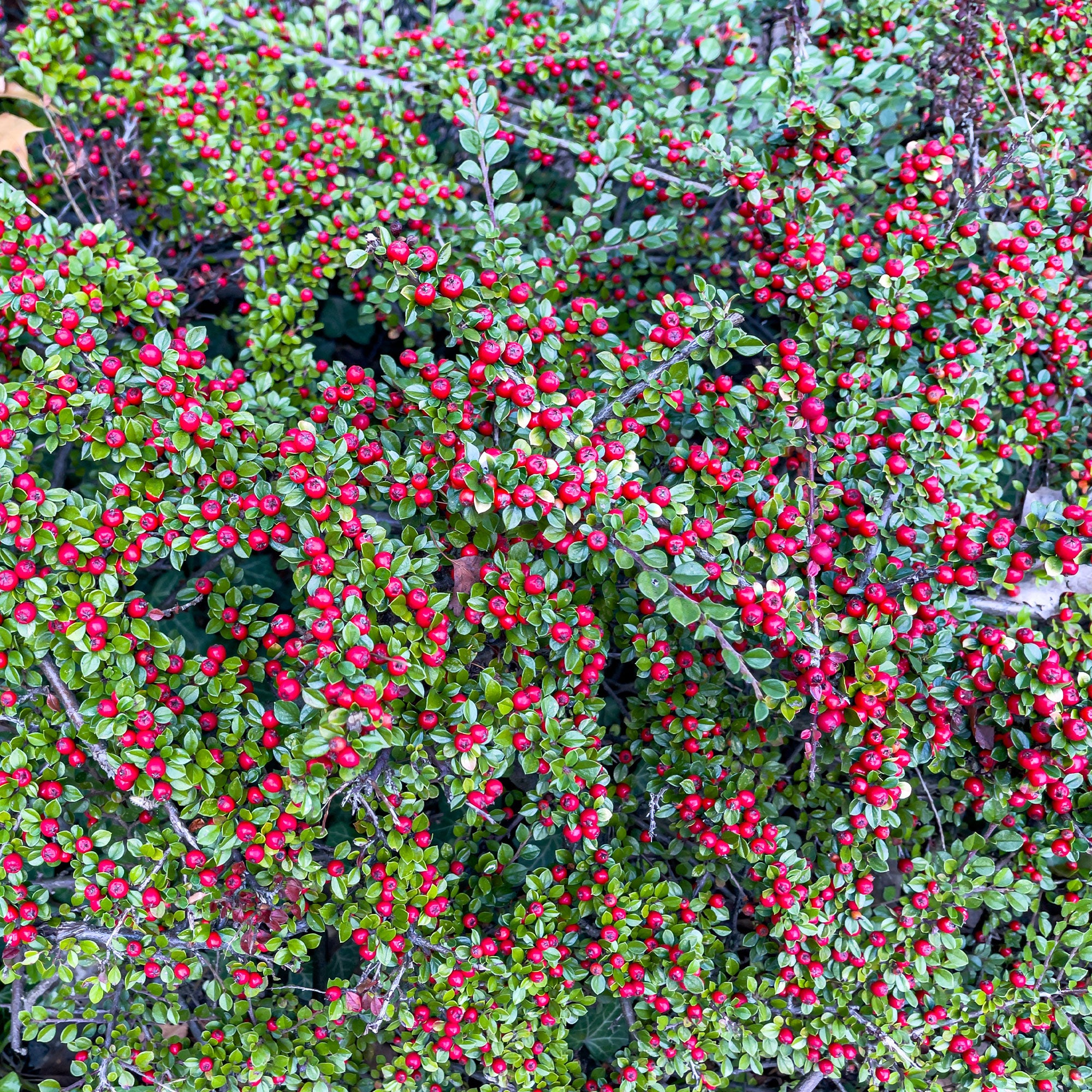 Bakker Cotoneaster rampant arbuste pot 1,5L 20-30cm