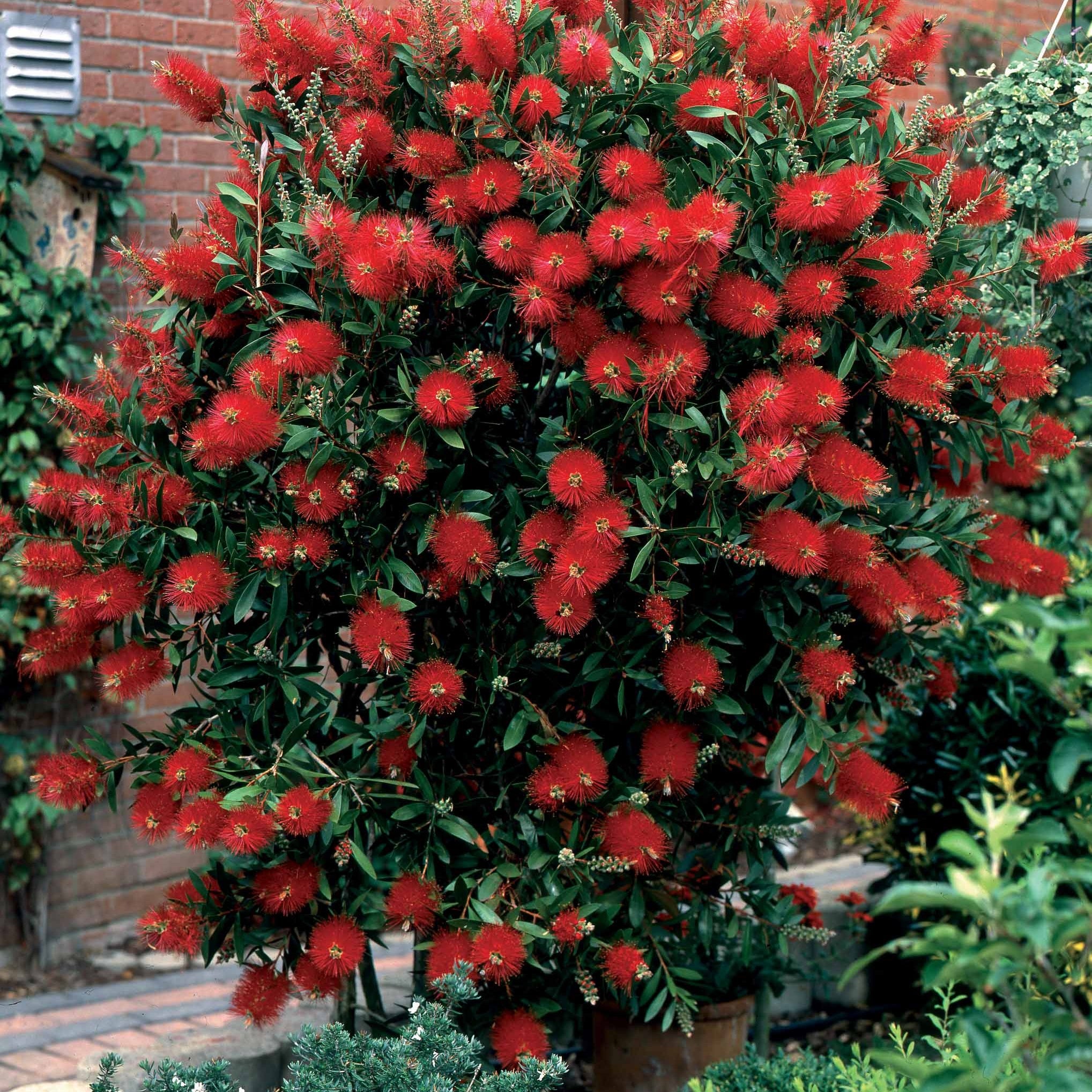 Bakker Collection 3 arbustes fleuris lagerstroemia pot soleil
