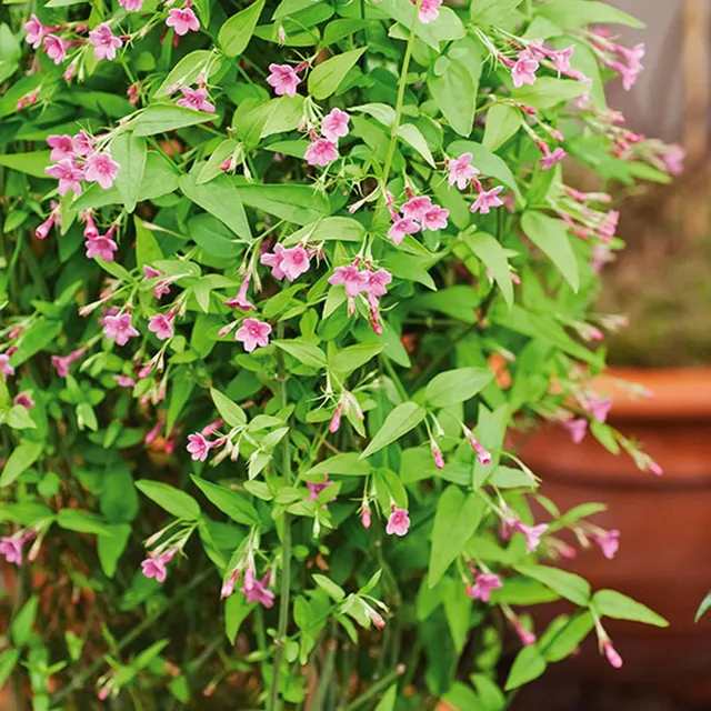 Bakker Jasmin rose Jasminum beesianum plante grimpante pot 2L