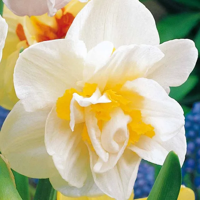 Bakker Bulbes à fleurs Narcisses doubles White Lion bulbes sachet 10 blanc