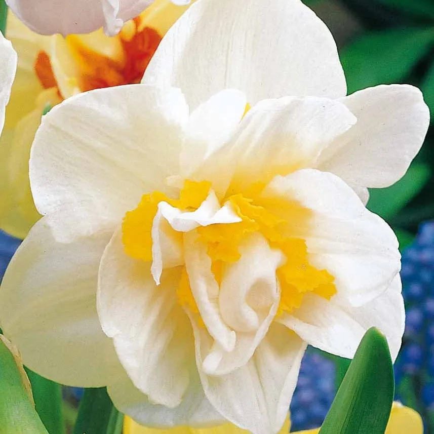 Bakker Bulbes à fleurs Narcisses doubles White Lion bulbes sachet 10 blanc