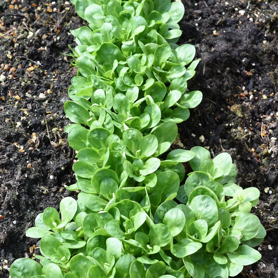 Bakker Potager et Graines Mâche Verte à coeur plein 2 graines 4g