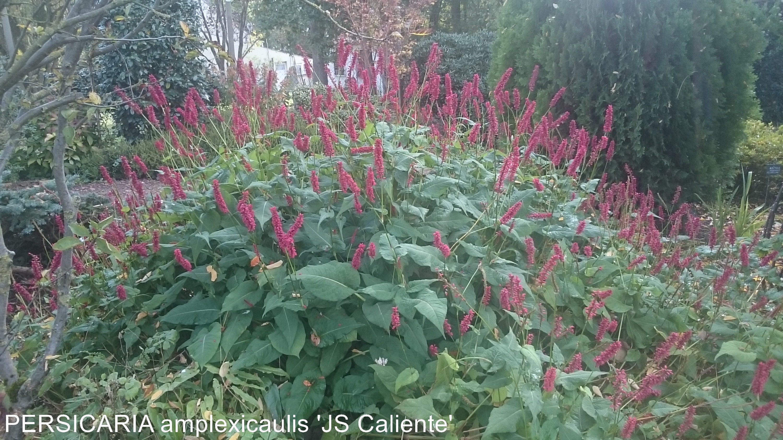 PERSICARIA amplexicaulis Caliente plante vivace rouge magenta