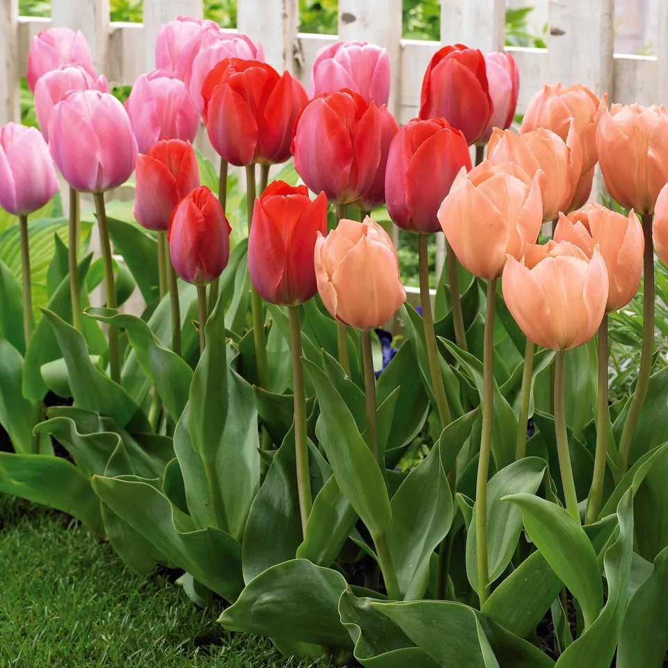 Bakker Tulipe Van Eijk bulbe mélange 25 bulbes saumon