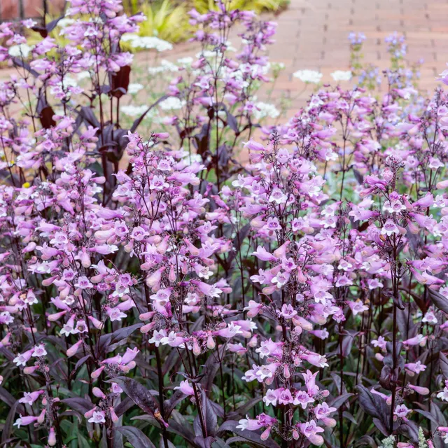 Bakker Galane Dark Towers penstemon vivace pot Ø 9 cm