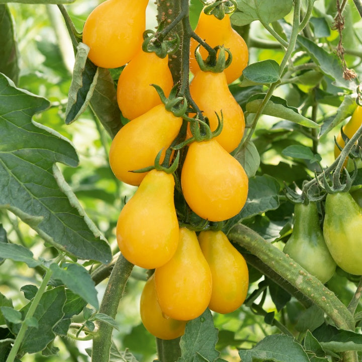 Bakker Yellow Pearshed tomate cerise 3 plants Ø10,5cm jaune sucrée