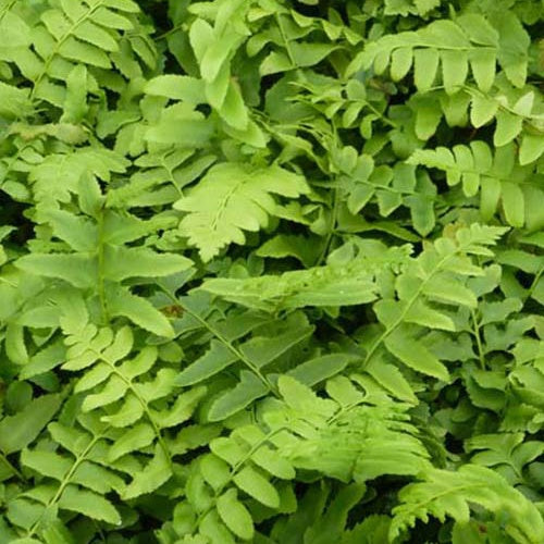 Bakker Fougère de Noël plante vivace pot 9cm persistante