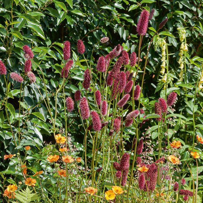 Bakker Vivaces pimprenelle Sanguisorba pot 9cm rouge soleil