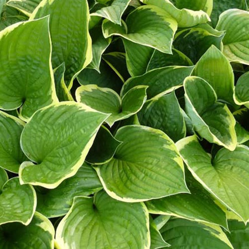 Bakker Hosta Aureomarginata Funkia vivace pot 9cm panaché