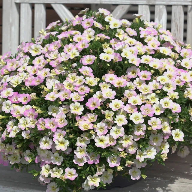Bakker Mini-pétunias doubles pastel fleur 3 pots 10.5cm