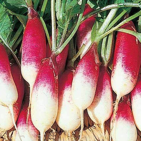 Bakker Potager Radis French Breakfast graines bio 3 g