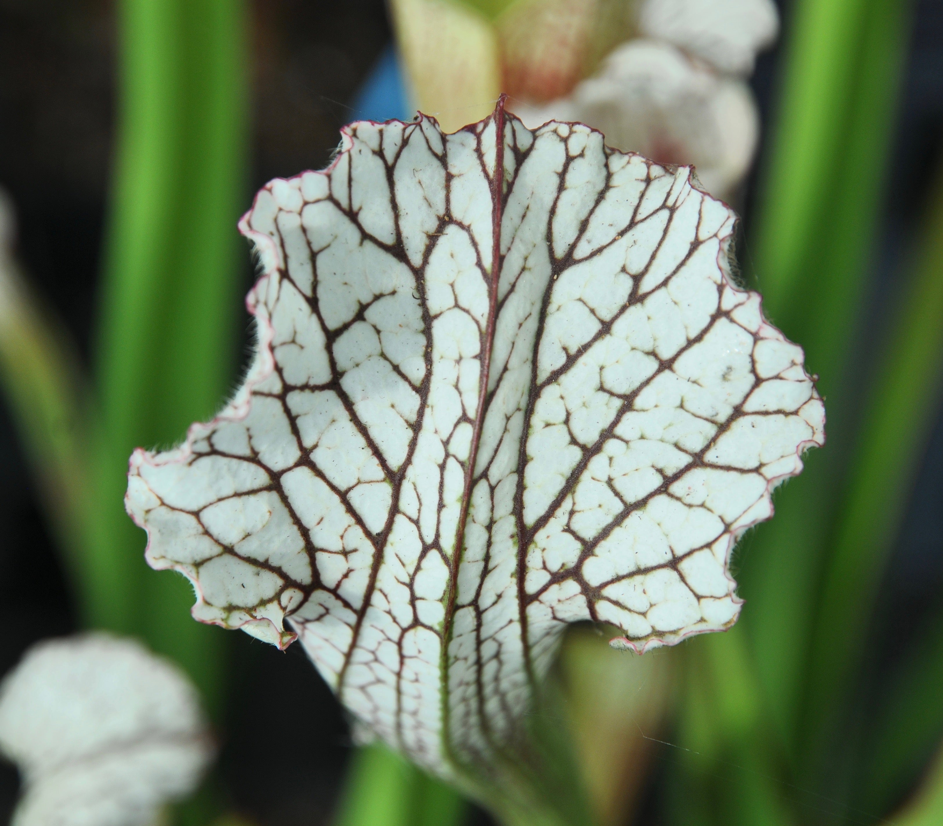Carniflore Sarracenia leucophylla plante carnivore 1 pied blanc