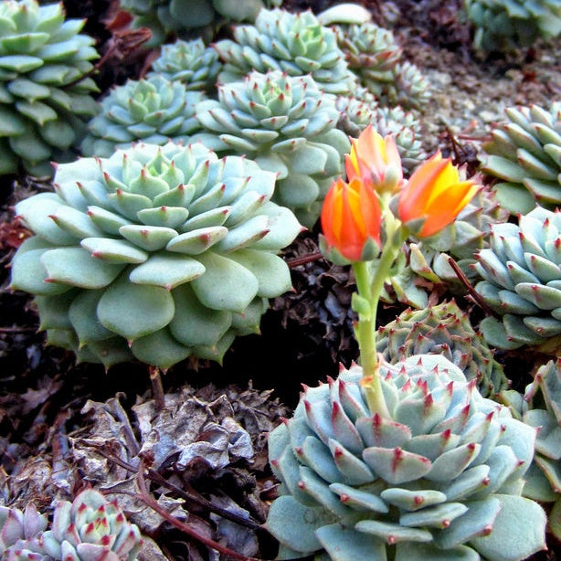 Bakker Echeveria derenbergii plante grasse pot Ø 9cm soleil