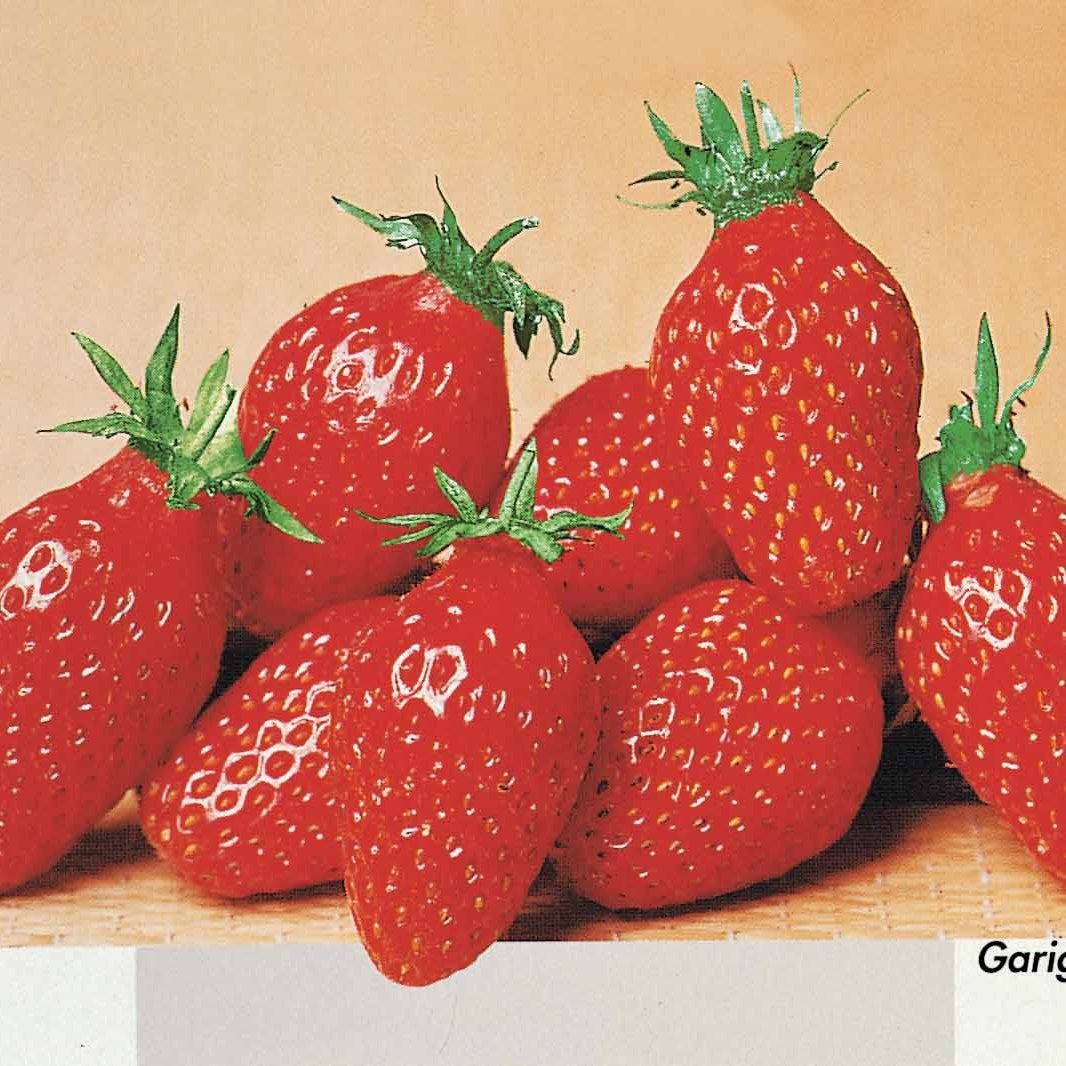 Bakker Fraisiers Mara Bois Maestro Gariguette lot 60
