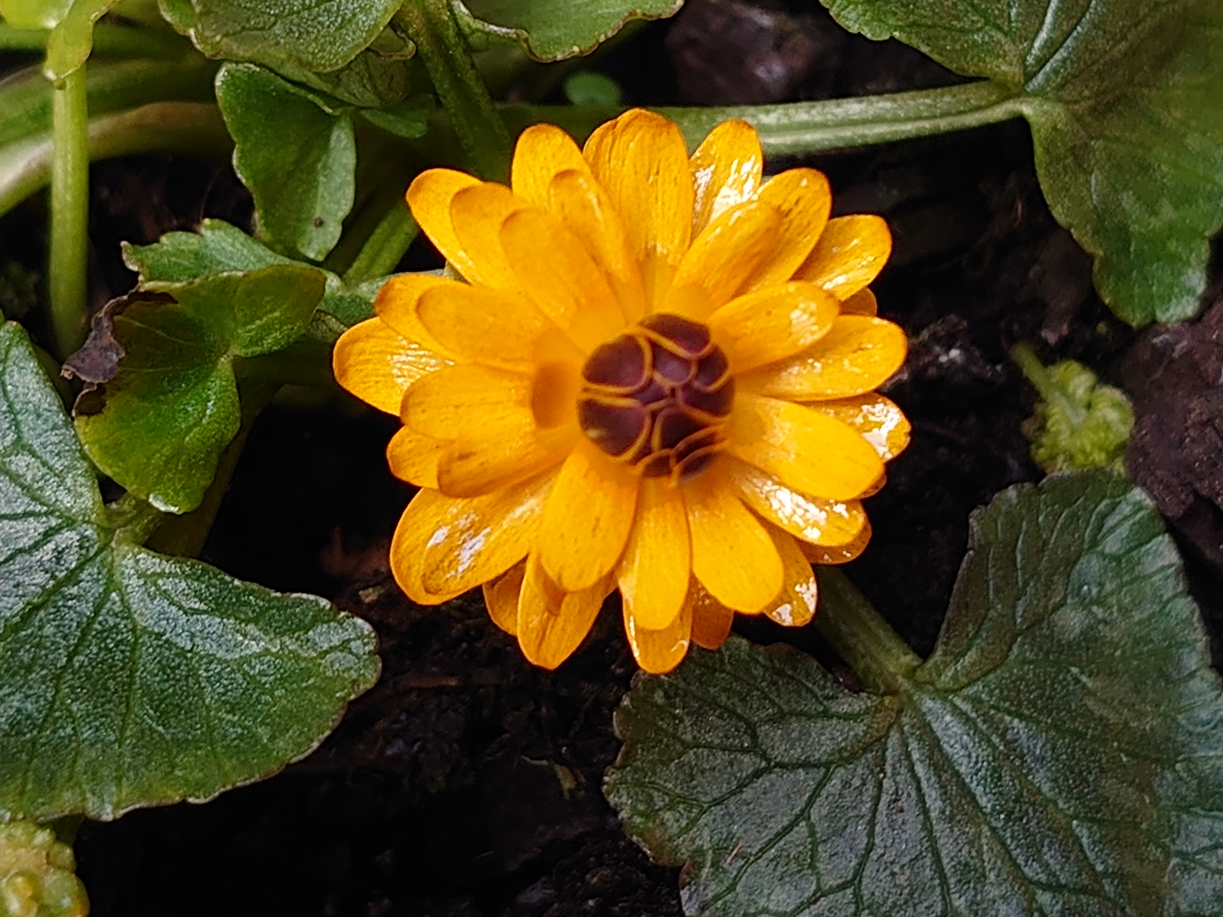 Ranunculus ficaria Nathalie renoncule godet orange double