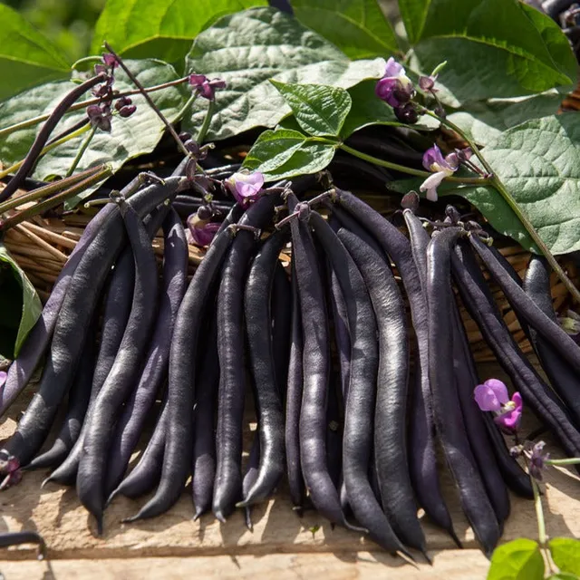 Bakker Haricot mangetout Purple Queen sachet 100g violet