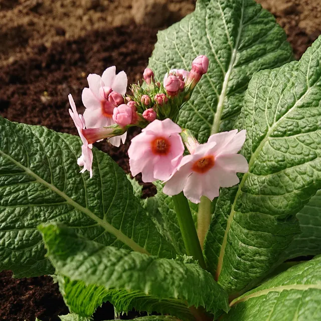 Passion Vivaces Primula japonica Apple Blossom primevère godet rose