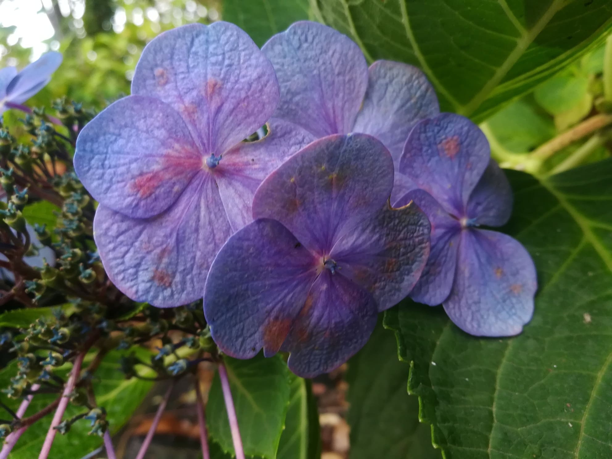 Les Hortensias du Haut Bois Atmosphère hortensia fleurs plates rose