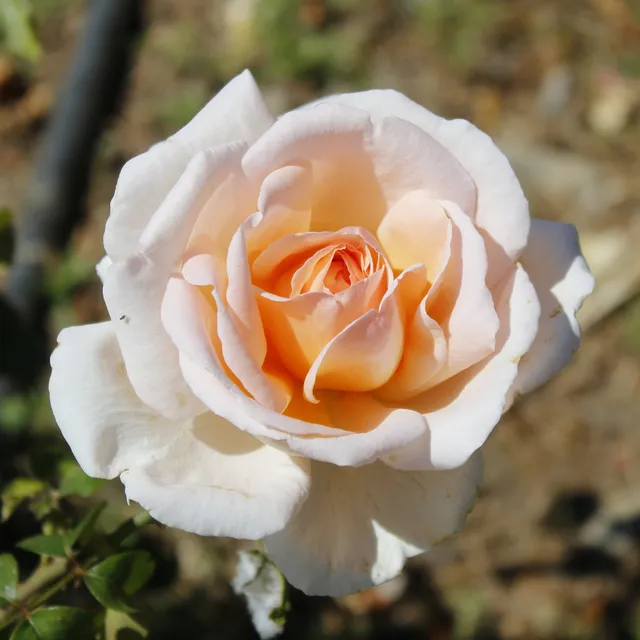 Bakker Malaga rosier buisson racine nue fleur blanche parfumée