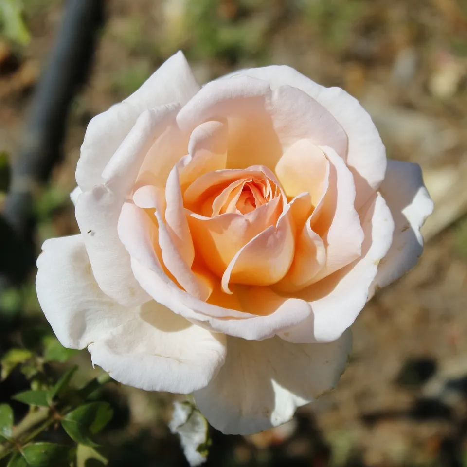 Bakker Malaga rosier buisson racine nue fleur blanche parfumée