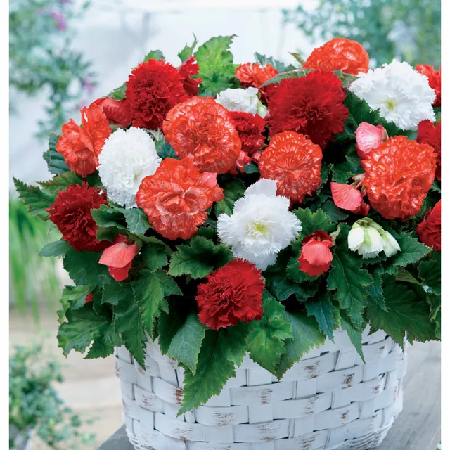 Bakker Bégonias fimbriata en mélange bulbes sachet 9 frangés
