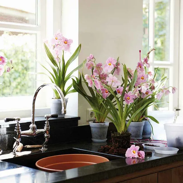 Elho pot orchidée transparent Ø17cm intérieur