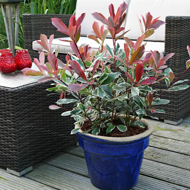 Bakker Photinia Pink Marble pot 2L feuillage panaché rose