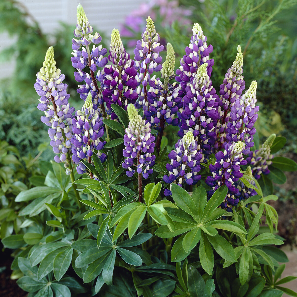 Bakker Lupin Gallery Blue plante vivace pot 9cm bleu 50cm