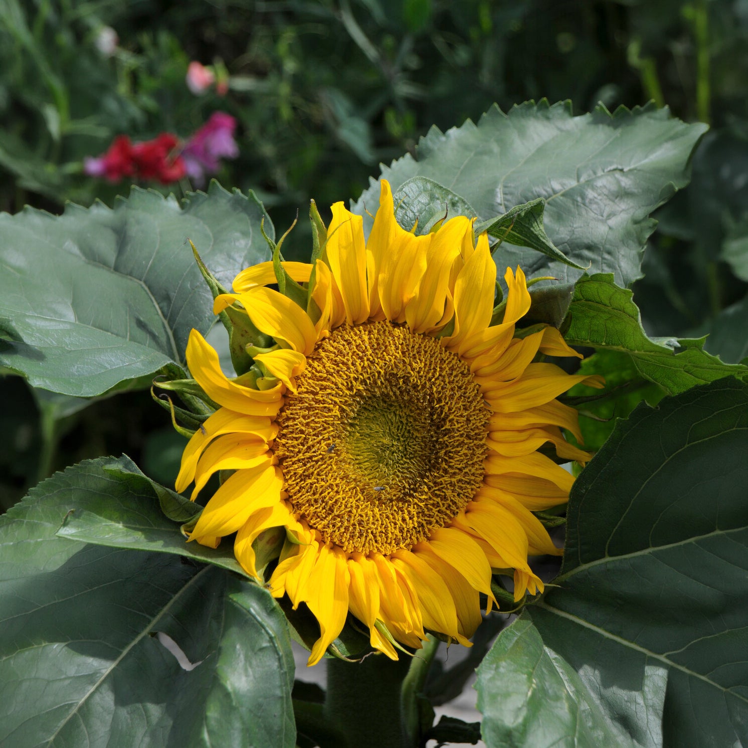 Bakker Tournesol nain Sunspot graines sachet 1,4g 25 graines