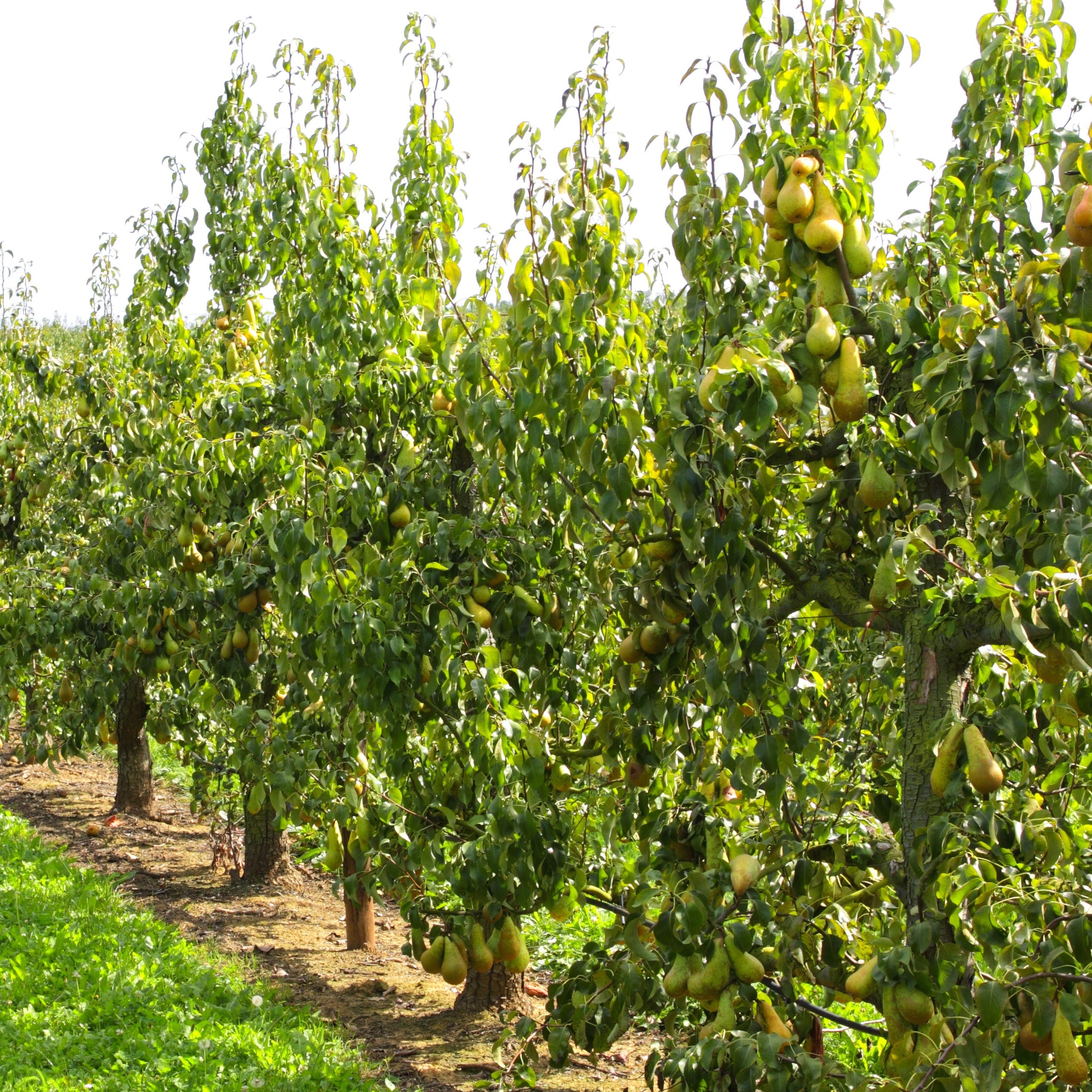 Bakker Fruitiers Abate Fetel poirier poire allongée pot 5L
