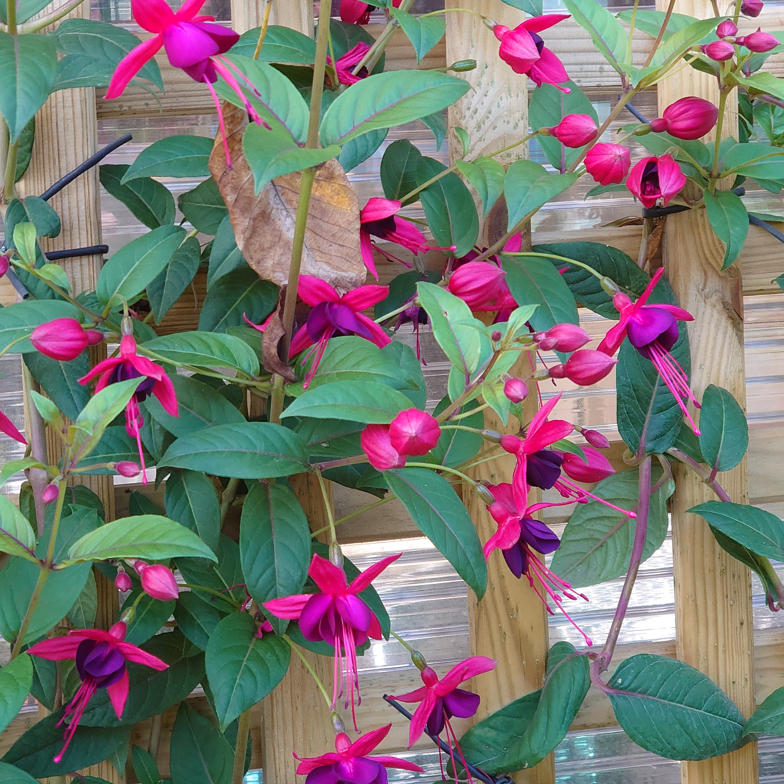 Passion Vivaces Fuchsia Lady Boothby plante grimpante pot 1L violet